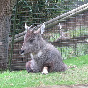Chinese Goral 240815