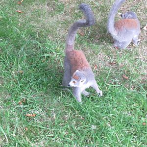 Crowned Lemurs 240815