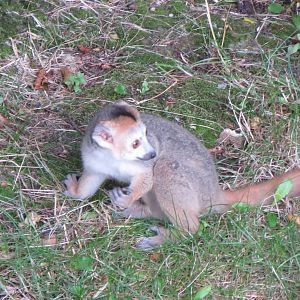 Crowned Lemur 240815