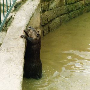 Beaver at Chester Zoo 1987
