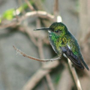 Blue-chinned Emerald