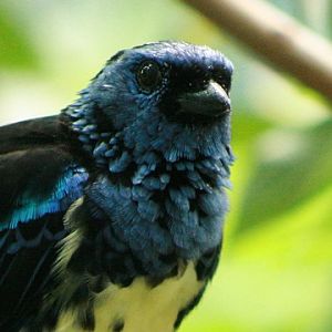 Turquoise Tanager
