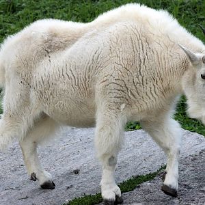 Rocky Mountain goat; Stuttgart; 4th September 2015