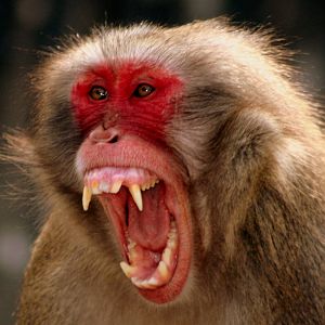 Japanese macaque; Stuttgart; 9th September 2015