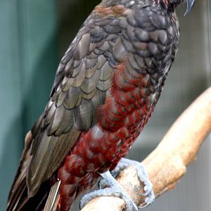Kaka; Stuttgart; 9th September 2015