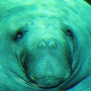 Manatee; Nuremberg; 8th September 2015