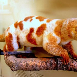 Spotted cuscus. Stuttgart Zoology Museum; 9th September 2015