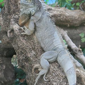 Iguana iguana outdoor