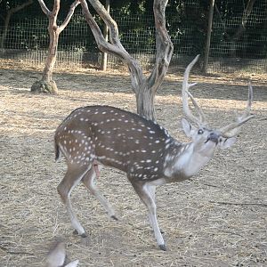 male axis deer in heath