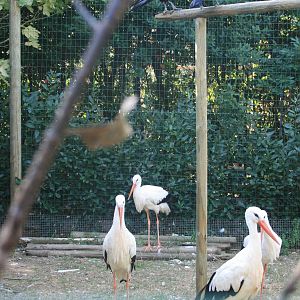 Crows and white storks