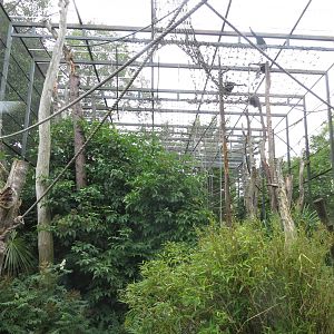 Gibbon enclosure 240815