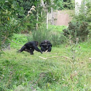 Budongo Trail - outdoor exhibit 240815