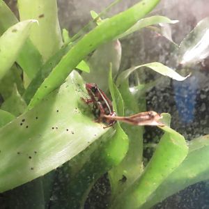 Phantasmal Poison Dart Frog 240815