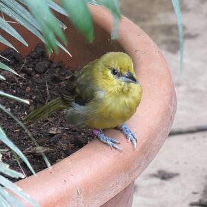 Montserrat Oriole female 240815