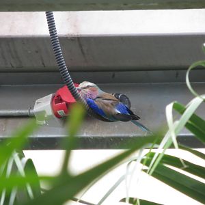 Lilac-breasted Roller 240815