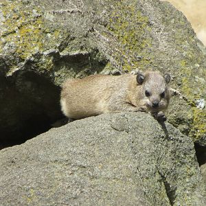 Rock Hyrax 240815