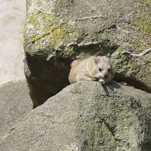 Rock Hyrax 240815