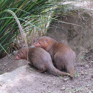Dwarf Mongoose 240815