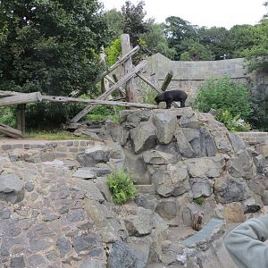Sun Bear Enclosure 240815