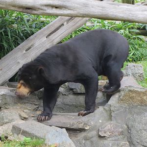 Sun Bear 240815