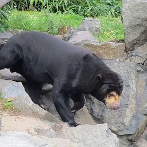 Sun Bear 240815