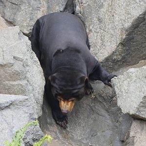 Sun Bear 240815