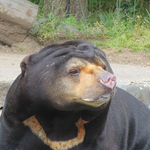 Sun Bear 240815