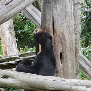 Sun Bear 240815