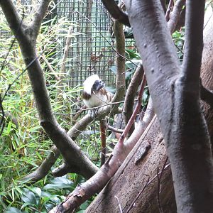 Cotton Top Tamarin 240815