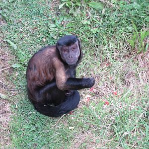 Brown Capuchin 240815