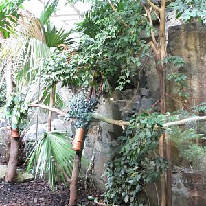 Koala enclosure 240815