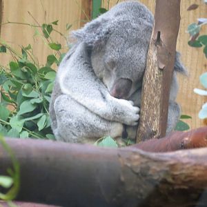 Koala 240815