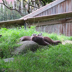 Asian Short-clawed Otters 240815
