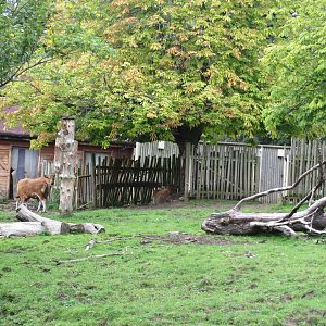 Banteng enclosure 240815