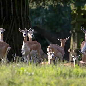 Blackbuck : Howletts : 28 Aug 2015