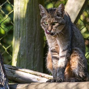 African wildcat : Howletts : 28 Aug 2015