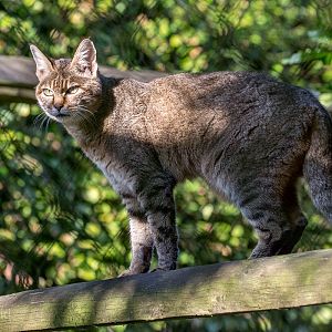 African wildcat : Howletts : 28 Aug 2015