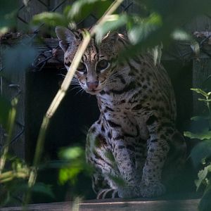 Ocelot : Howletts : 28 Aug 2015
