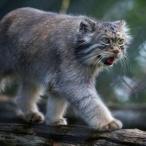 Pallas cat : Howletts : 28 Aug 2015