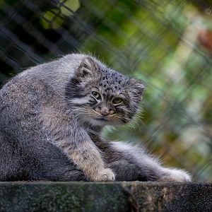 Pallas cat : Howletts : 28 Aug 2015