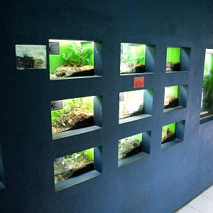 Spider Enclosures at Santillana del Mar, 13/06/15