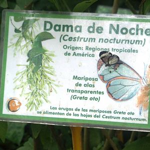 Glasswing and Signage at Santillana del Mar, 13/06/15
