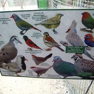 Bird House Signage at Santillana del Mar, 13/06/15