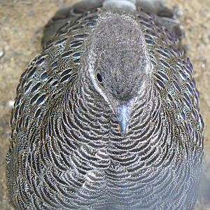 Grey Peacock-pheasant