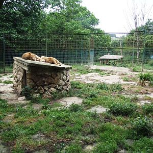 Asian Lion Enclosures at Santillana del Mar, 13/06/15
