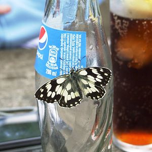 Common Marbled White at Santillana del Mar, 13/06/15