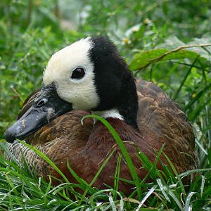 White-faced Whistling Duck