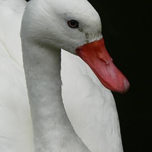 Coscoroba Swan
