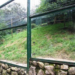 Lynx Enclosure at Santillana del Mar, 13/06/15