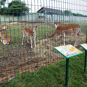 European Fallow Deer at Santillana del Mar, 13/06/15